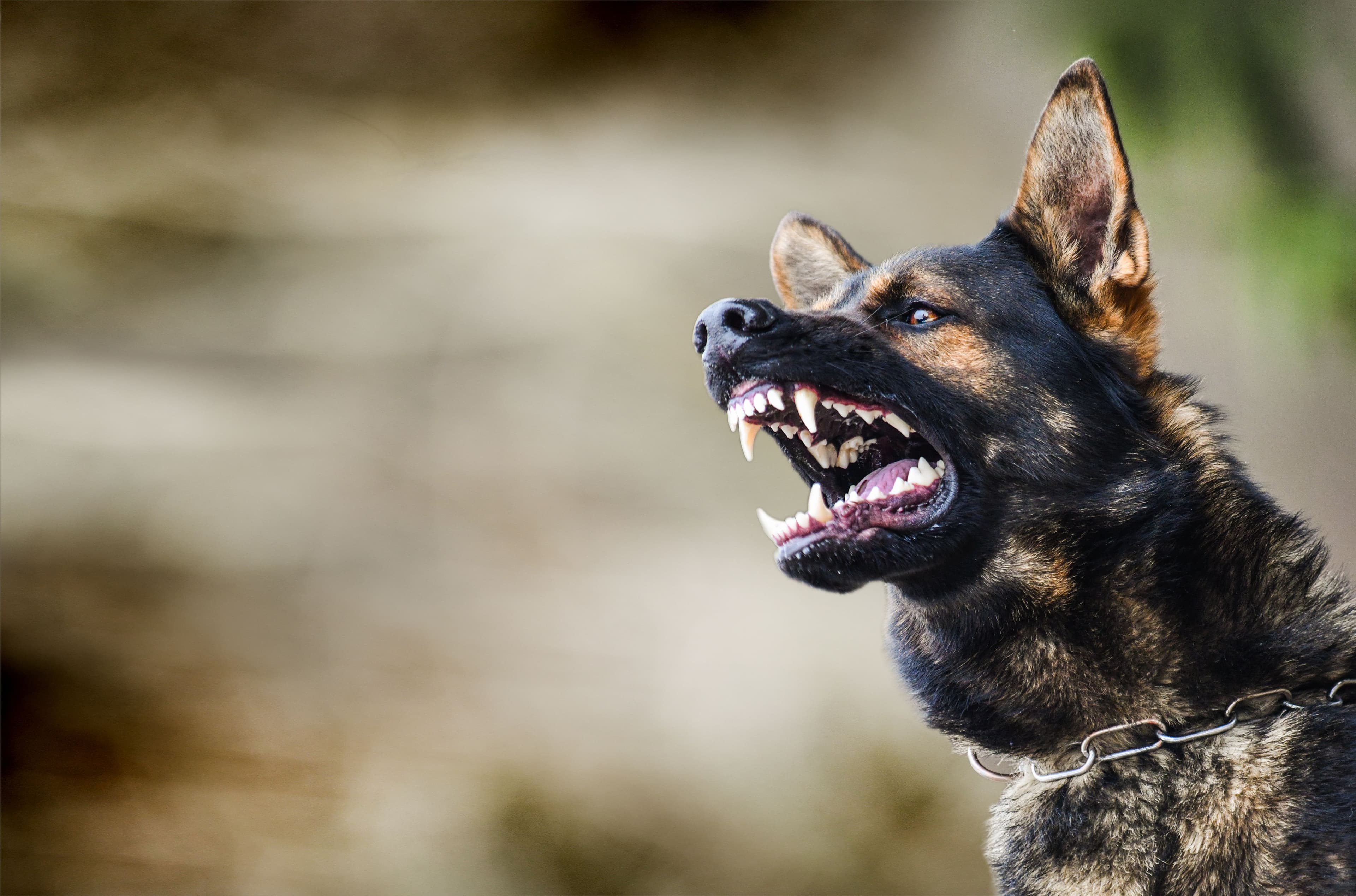 Image for Connect With a Dog Bite Lawyer in Your Area